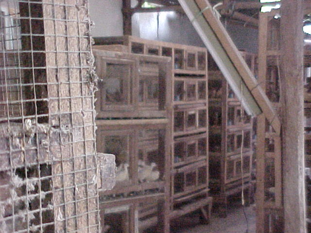 CAGES FOR SHOPKEPPERS